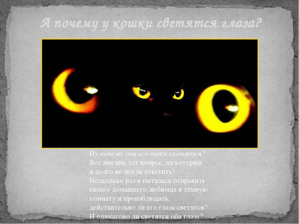 Ночной «фонарь»: почему у кошек в темноте светятся глаза
