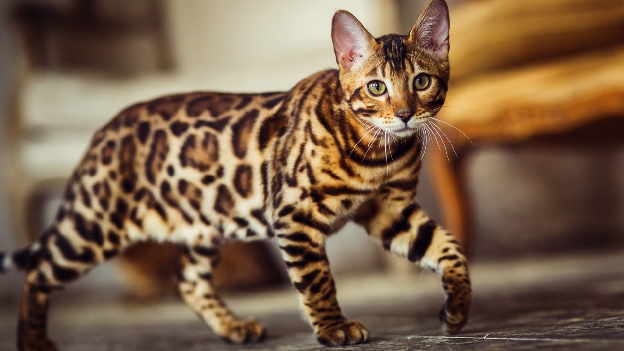 Леопардовая кошка — что за порода