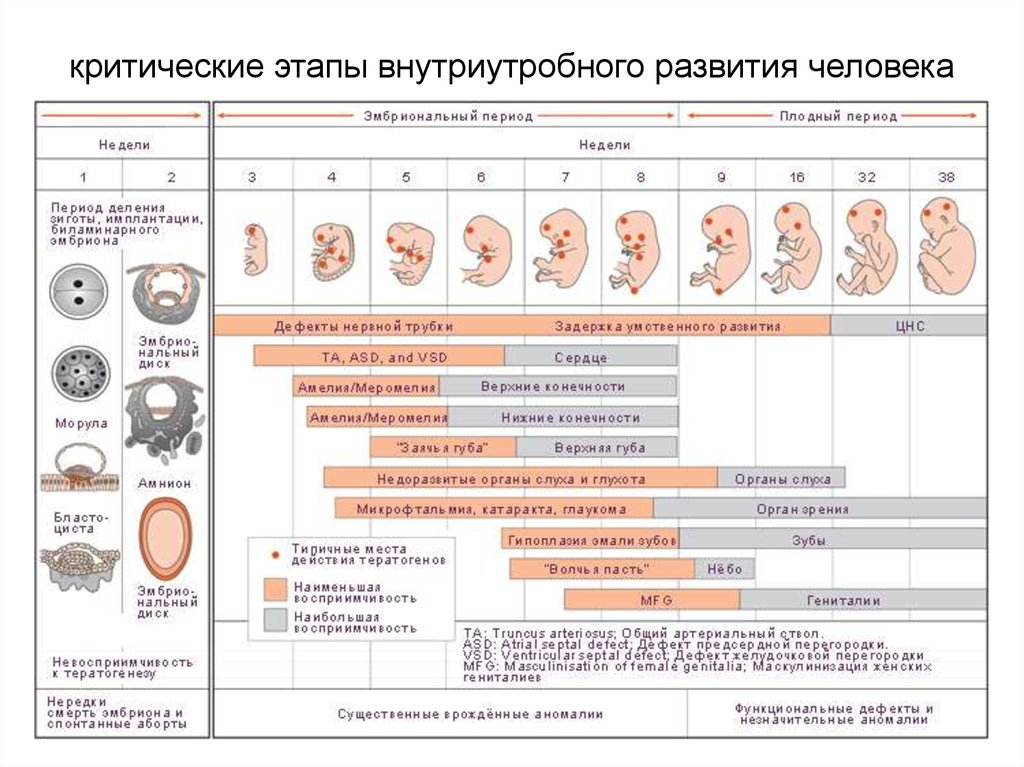 Развитие плода во время беременности по неделям с фото