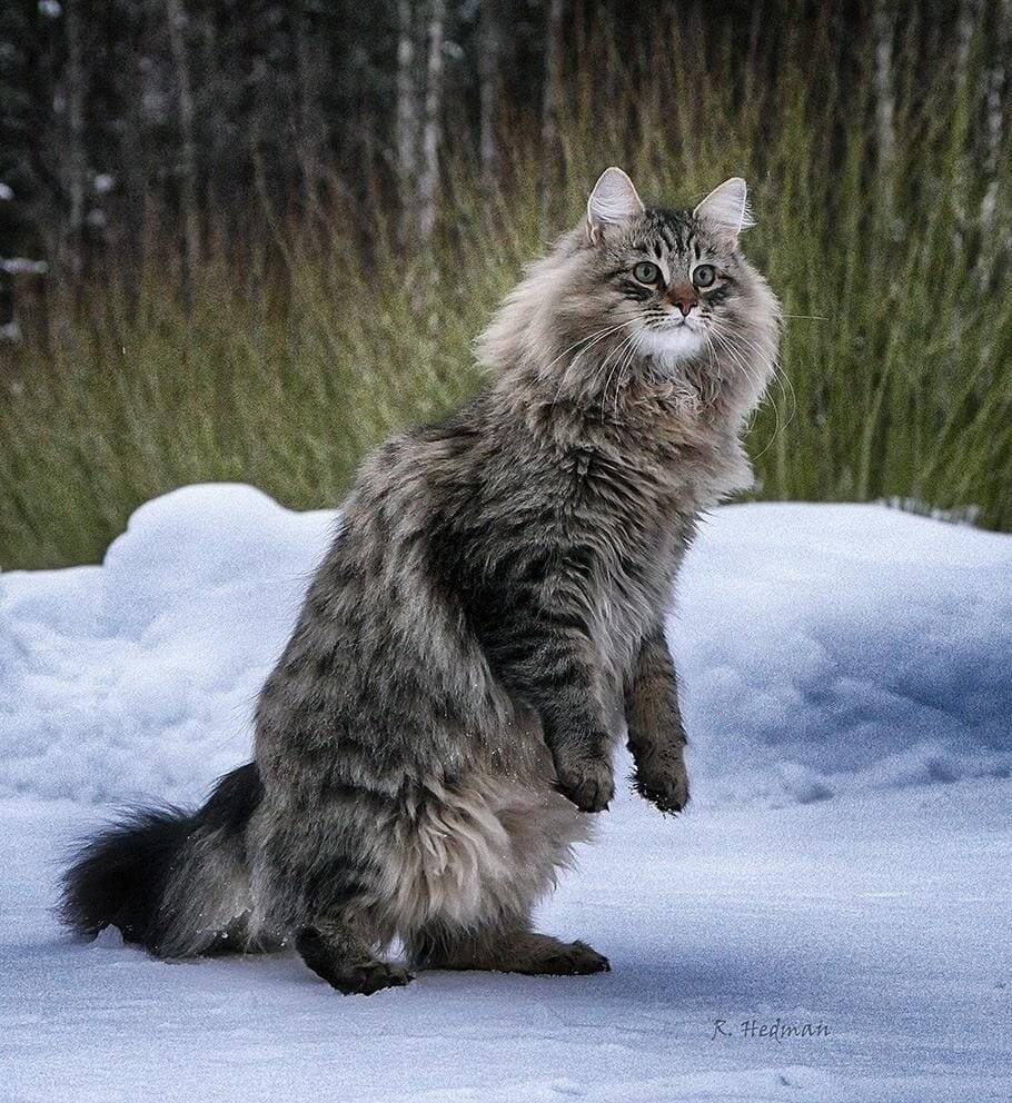 Норвежская лесная кошка: описание породы, фото, характер, окрасы, сколько стоит, размеры, уход