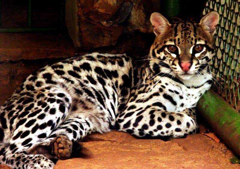 Тигровая кошка: дикие представители семейства кошачьих, породы домашних питомцев с окрасом под тигра