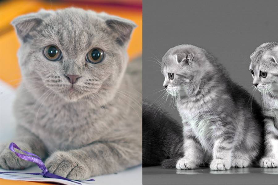 Двое из ларца: как отличить британскую кошку от шотландской