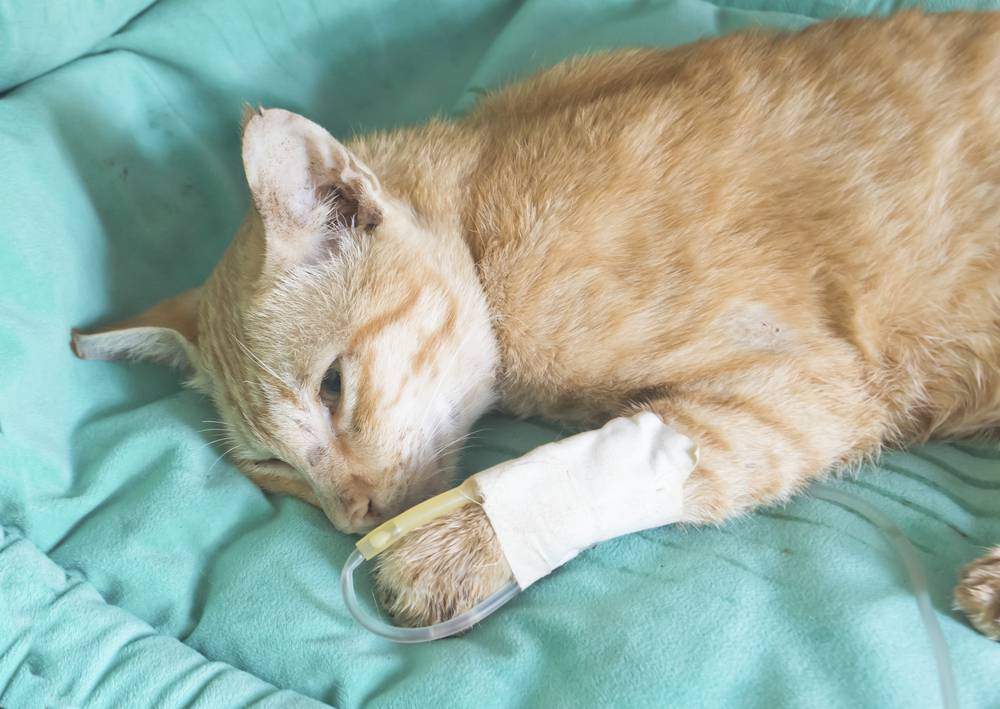 Пневмония у кошек: причины и последствия