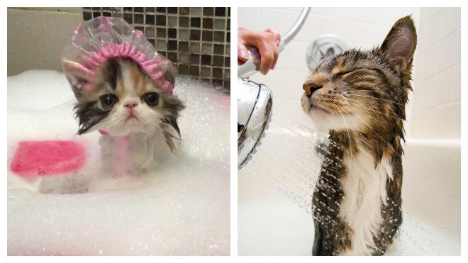 ᐉ как правильно мыть кошку? - ➡ motildazoo.ru