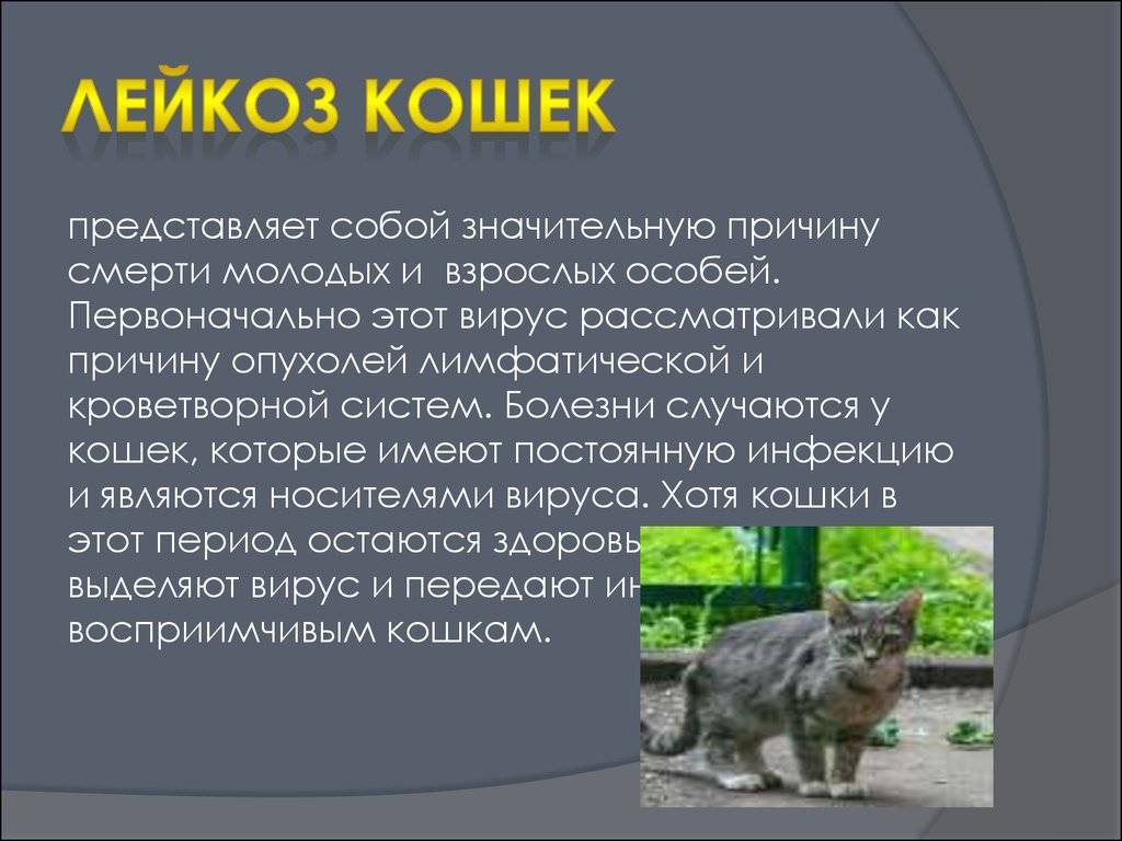 Вирусный лейкоз у кошек | сеть ветеринарных клиник «ветус»