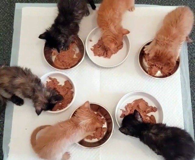 Чем и как кормить новорожденных котят без кошки