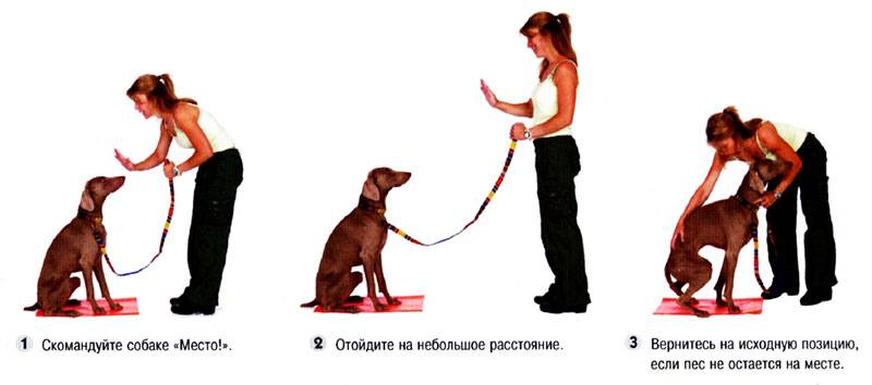 Дрессировка и воспитание щенка бигля по месяцам