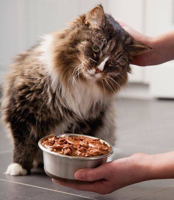 Кот перестал есть сухой корм: как быть?