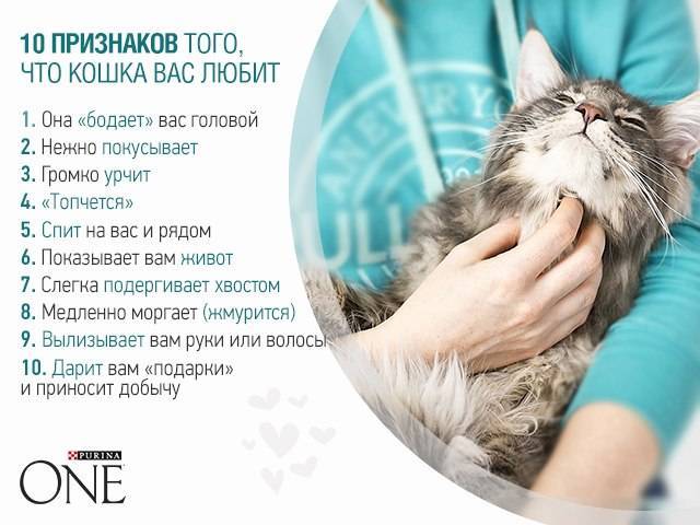 Память у кошек - долговременная и кратковременная. сколько длится, память кошек на людей. - petstime.ru