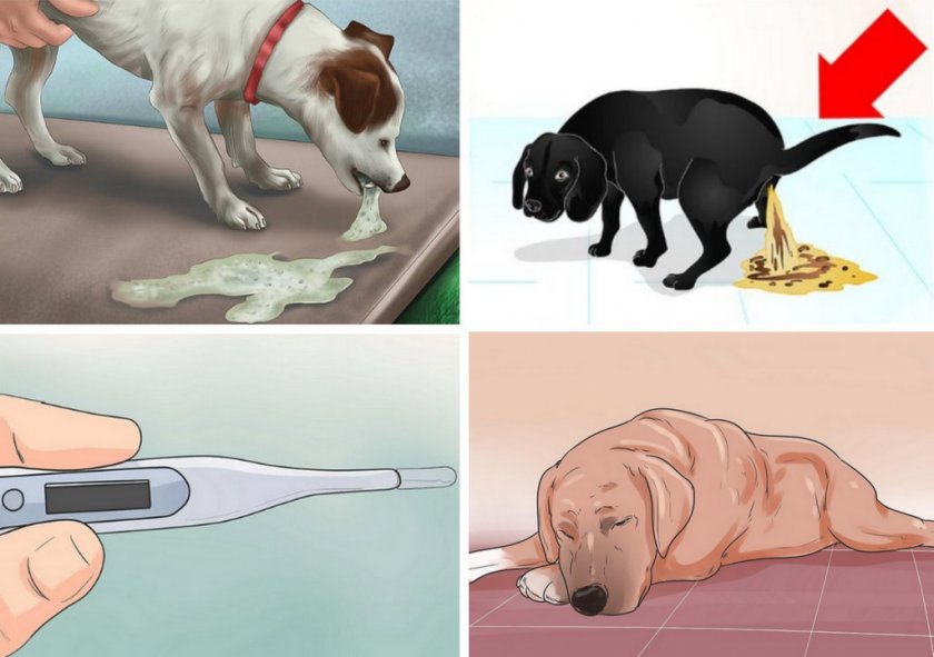 Кровь в кале у собаки: виды выделений, причины, диагностика | блог ветклиники "беланта"