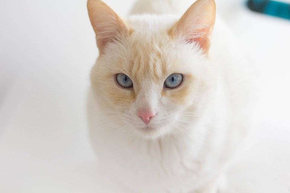 Белая кошка с голубыми глазами: название породы