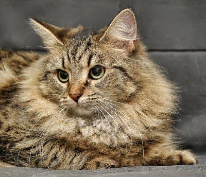 Сибирская кошка: подробное описание, фото, купить, видео, цена, содержание дома