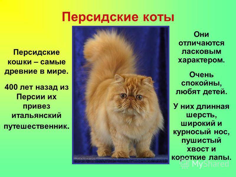 Описание породы кошек с грустными глазами. какая есть порода кошек с грустными глазами? - kotemotel.ru