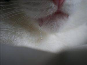 Кошка чавкает и текут слюни. почему у кота текут слюни, прозрачные, как вода, каплями