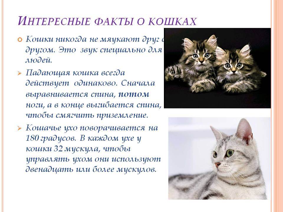 Все о кошках, интересные факты о кошках и котах