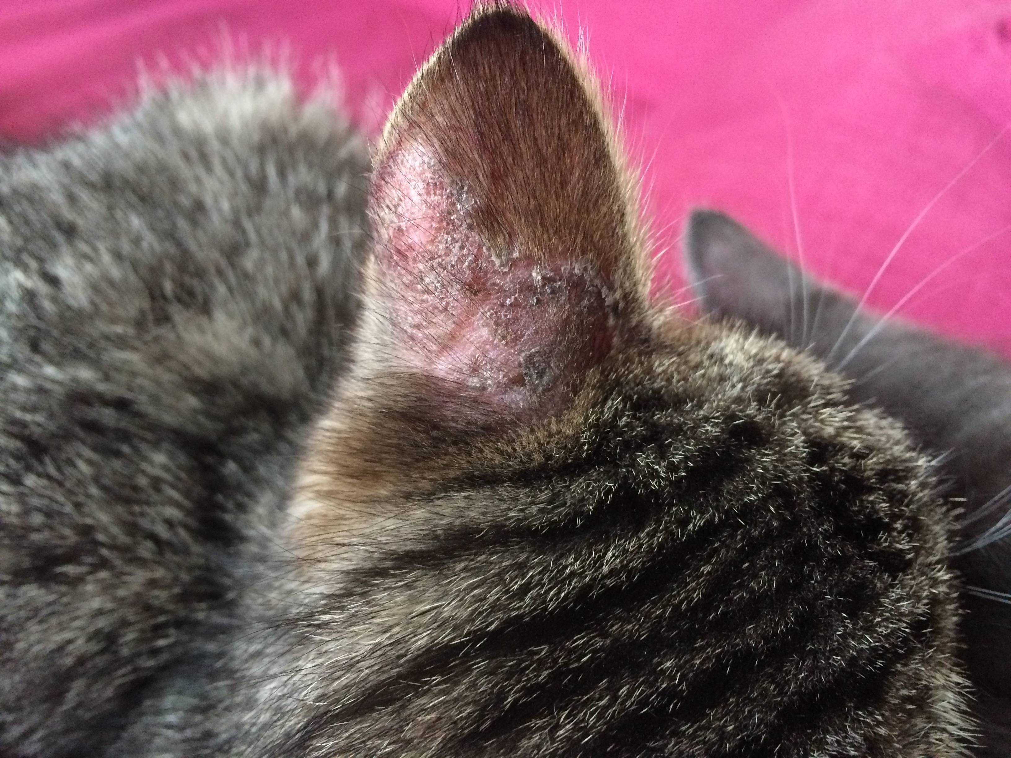 Факторы облысения ушей у кошек: примеры лечения животного и профилактики