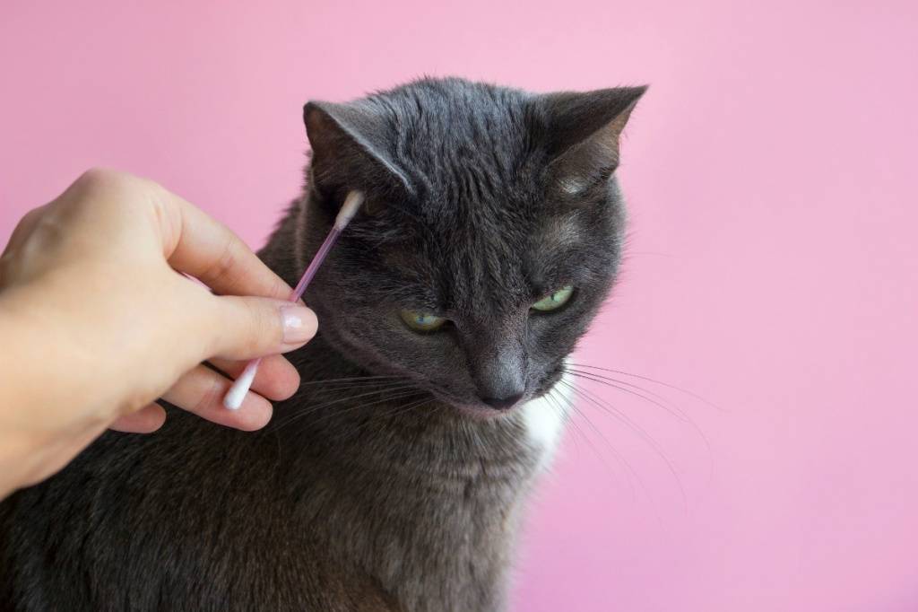 Ушной клещ у кошек и котов: фото, симптомы и лечение