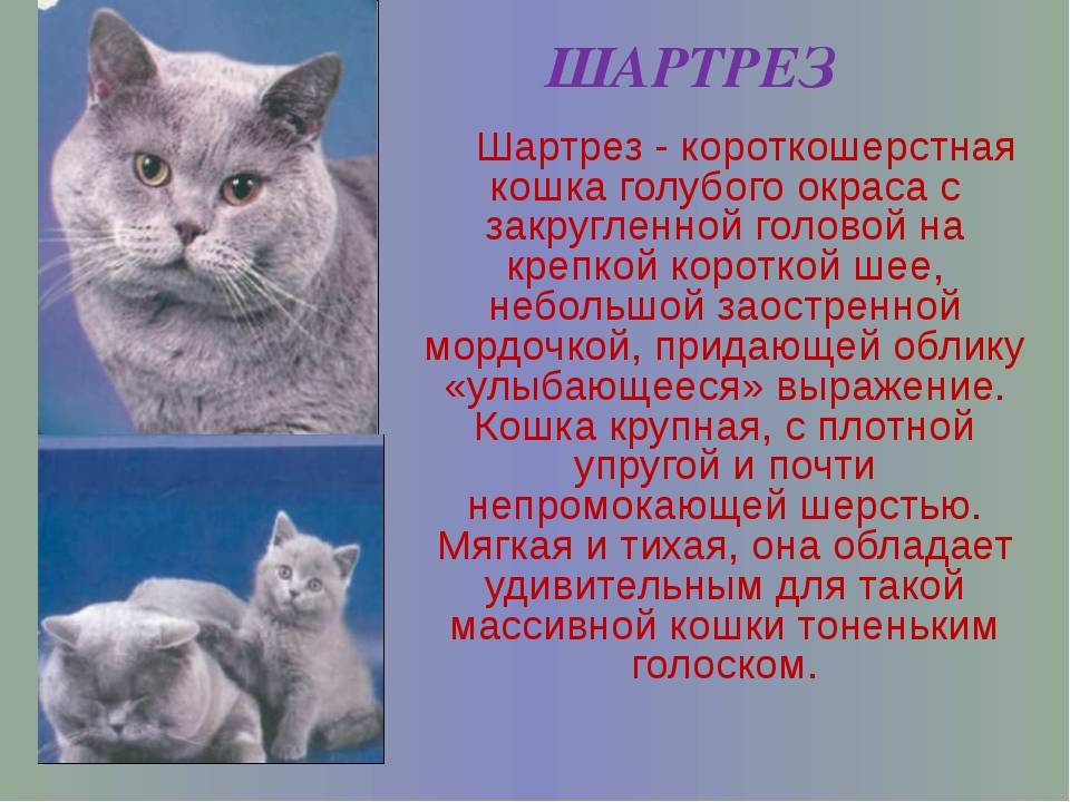 В чем секрет популярности самого грустного кота в мире?