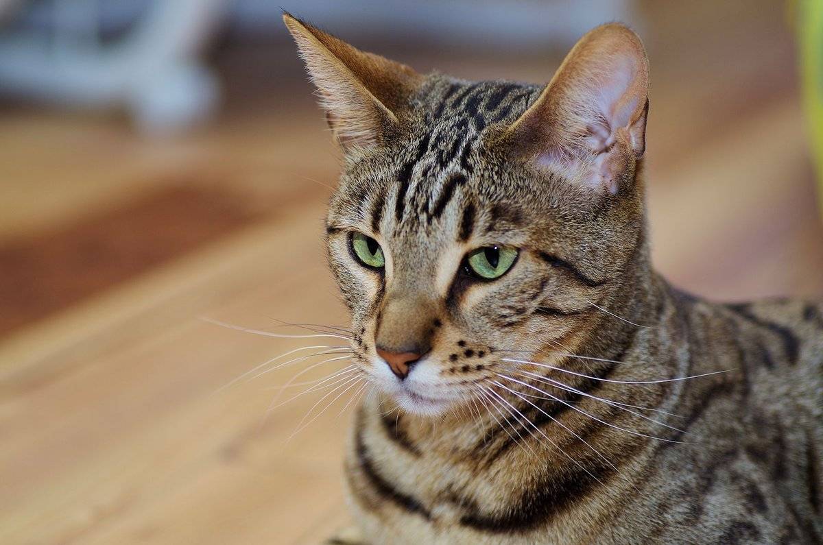Серенгети — описание породы и характер кошки