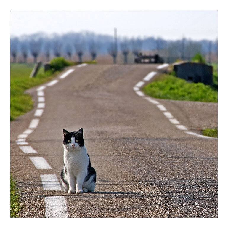 Как кошки находят дорогу домой