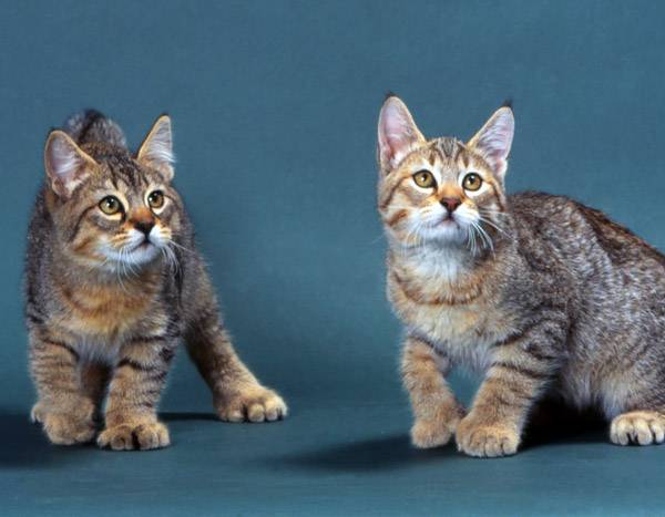 Кошки С Кисточками На Ушах Порода Фото