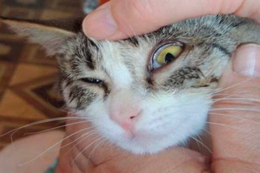 У кота текут слезы из глаз: причины и лечение