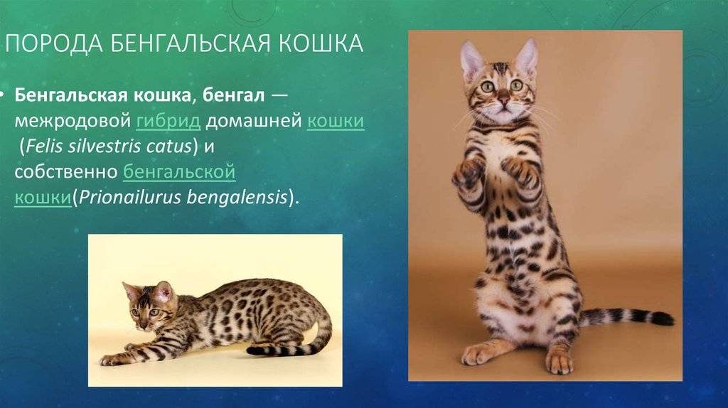 Тайская порода кошек: описание характера и внешнего вида