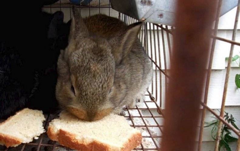 ✅ можно ли кроликам черный хлеб. допустимо ли кормление кроликов хлебом или сухарями