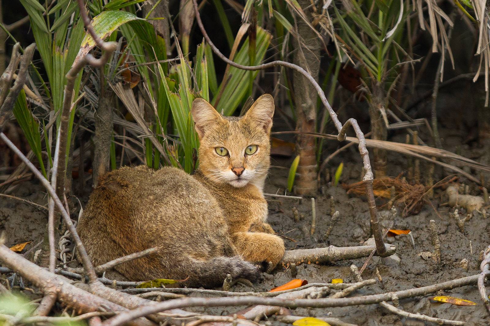 Камышовый кот - как выглядит животное, как выращивать, ухаживать и чем кормить дома