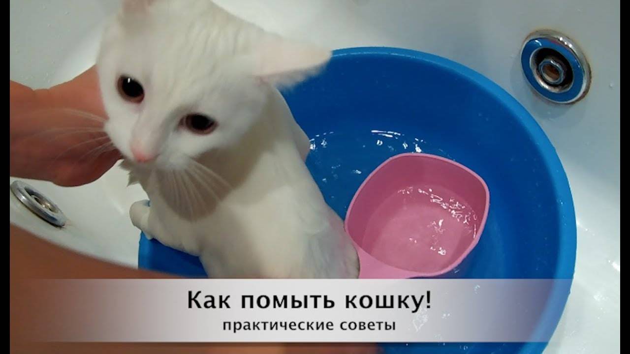 Как помыть кота? 61 фото как правильно купать 2-месячного котенка в домашних условиях? как пользоваться сеткой для мытья котов? можно ли купать котов хозяйственным мылом?