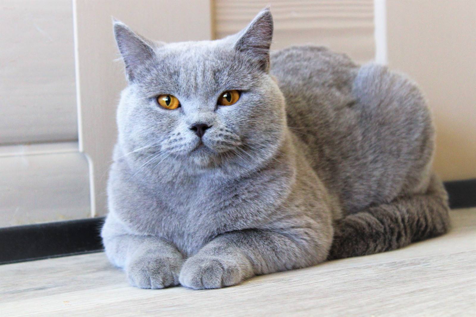 Британская короткошерстная кошка основные. Британец кошка. Британская кошка короткошерстная серая. Британская голубая короткошерстная. Кошка голубой британец.