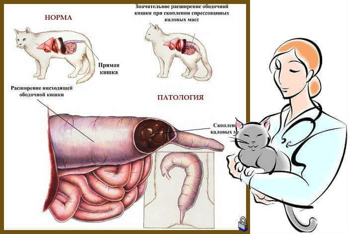Закупорка кишечника у кошек симптомы