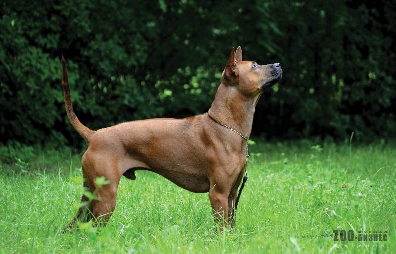 Характеристика тайского риджбека — описание породы, внешний вид собаки с фото, особенности ухода