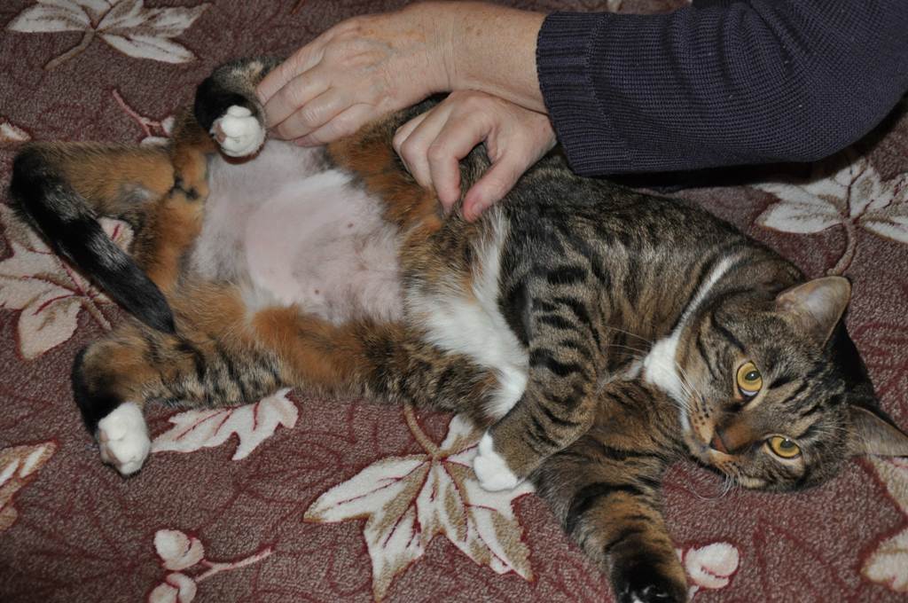 Причина больших животов у котят: почему вздуваются и варианты лечения