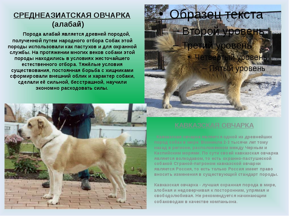 ᐉ туркменский алабай: описание внешности и характера породы, фото волкодава, воспитание и уход - zoovet24.ru
