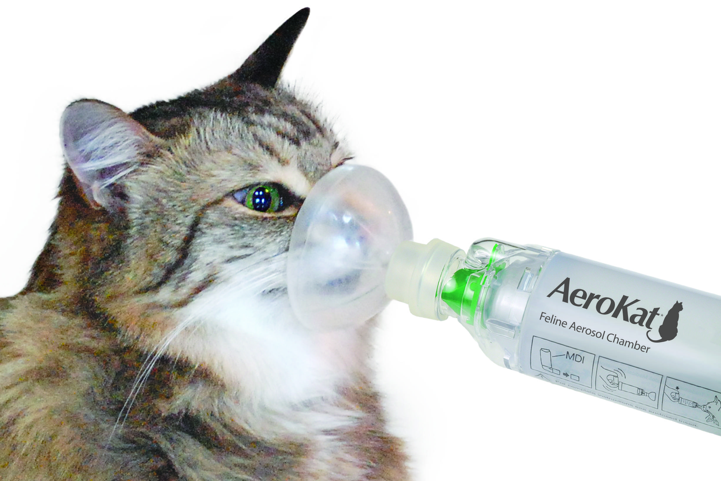 Кошка чихает - причины чихания и действия владельца