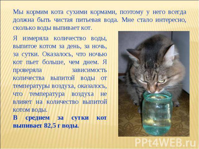 Котёнок не пьёт воду: чем это опасно