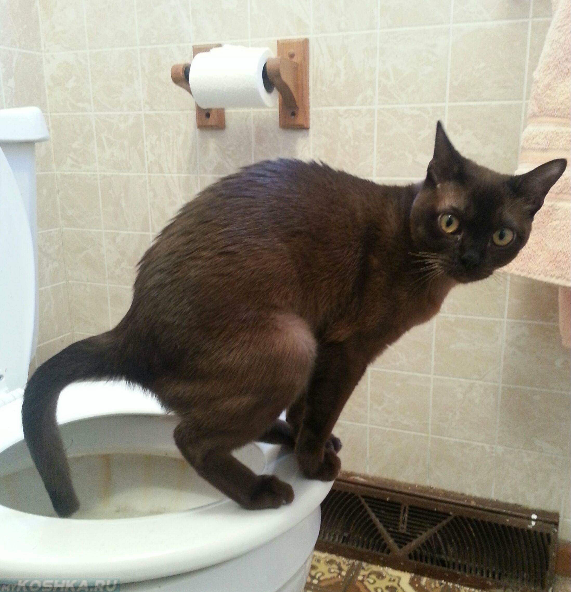 Что делать, если кот не ходит в туалет по большому?