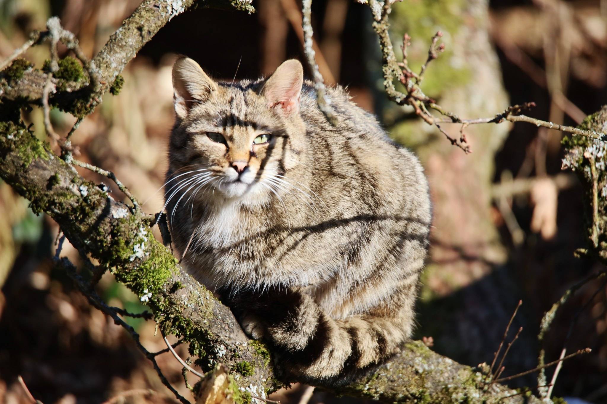 Амурский лесной кот — образ жизни