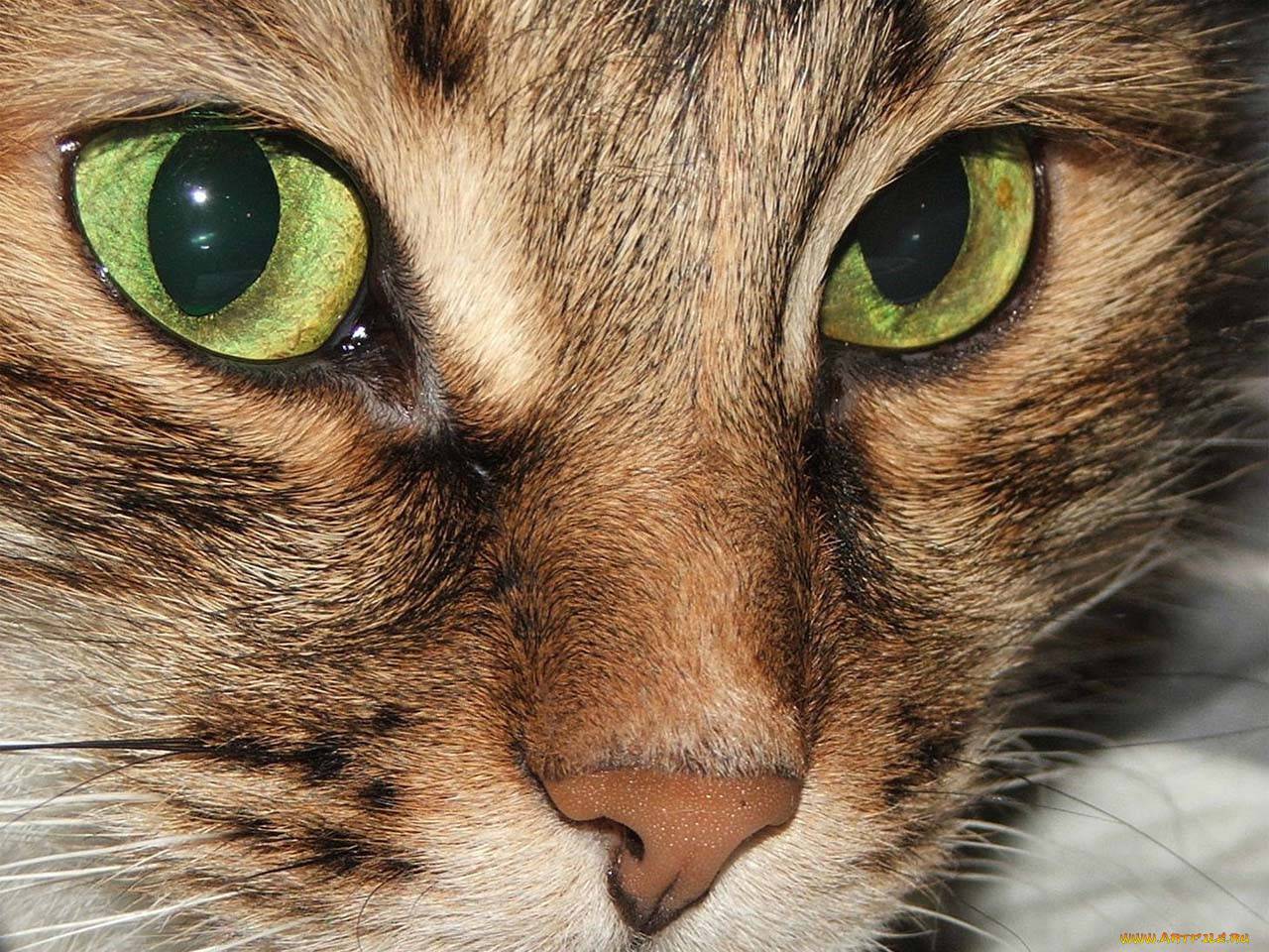 Фото кошки с карими глазами