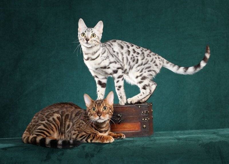 Самые дорогие кошки: топ-17 пород с фото
самые дорогие кошки: топ-17 пород с фото