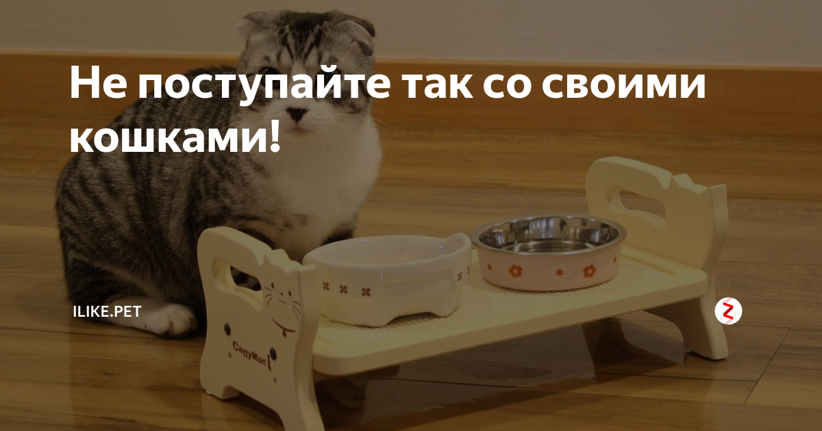 Сколько кошка может прожить без еды и воды, когда болеет, и при других обстоятельствах?
