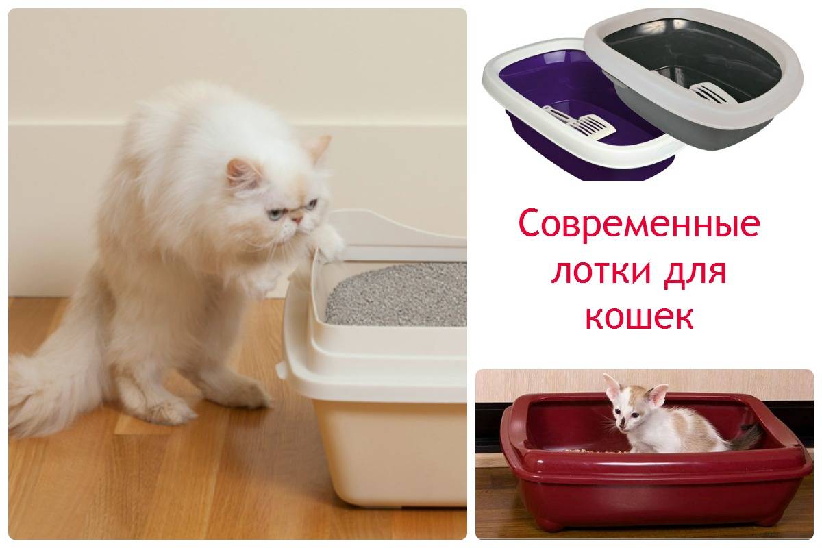 Запор у кота: что делать в домашних условиях и в каких случаях срочно обратиться к врачу