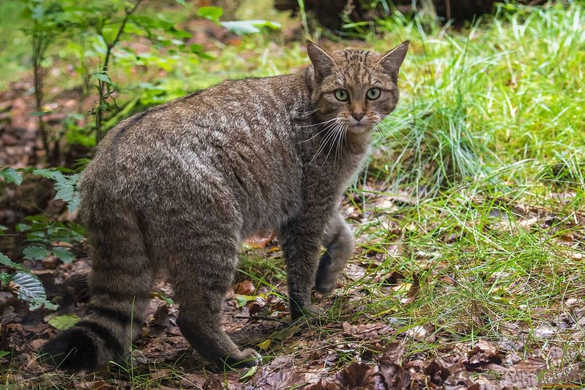 Амурский лесной кот: описание, образ жизни и статус популяции