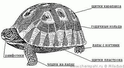 В чем заключаются особенности строения скелета черепахи