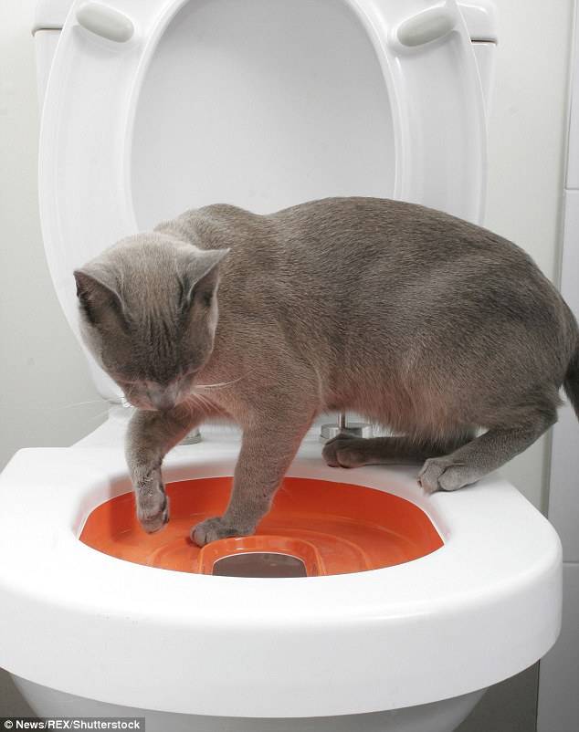 Кошка ходит в туалет в ванну