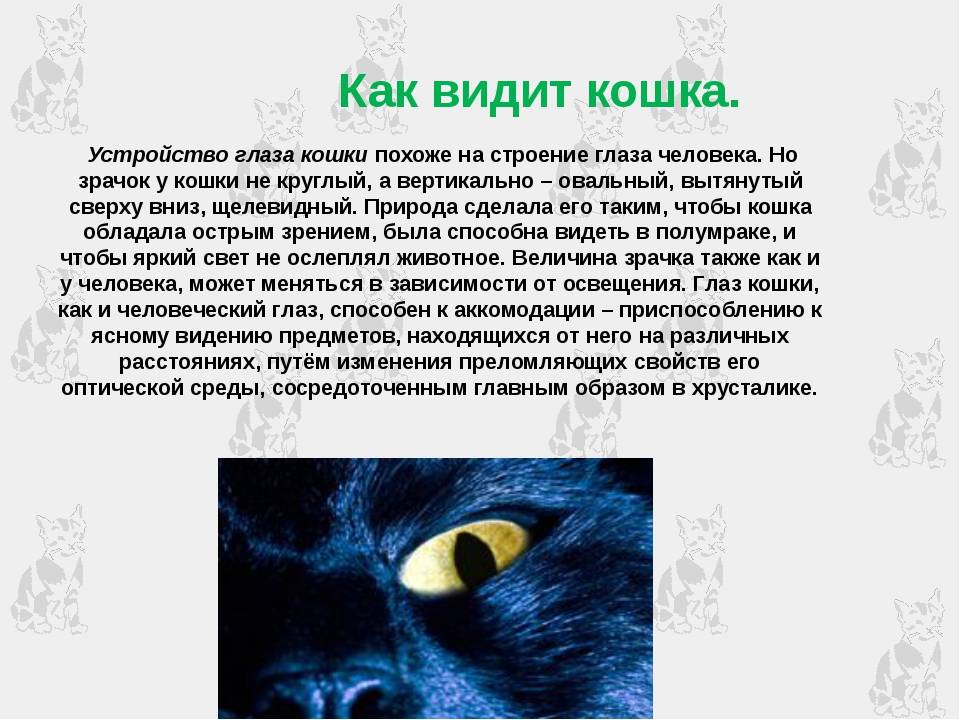 Как кошки видят: особенности восприятия окружающего мира днём и ночью, отличия кошачьего глаза от человеческого