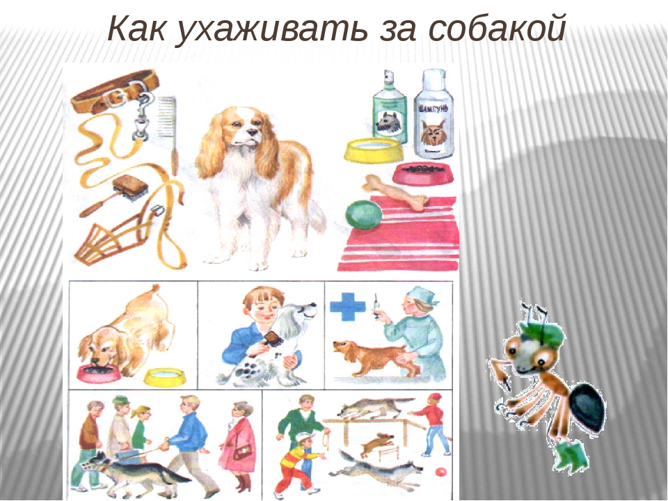 Как ухаживать за собаками (с иллюстрациями) - wikihow
