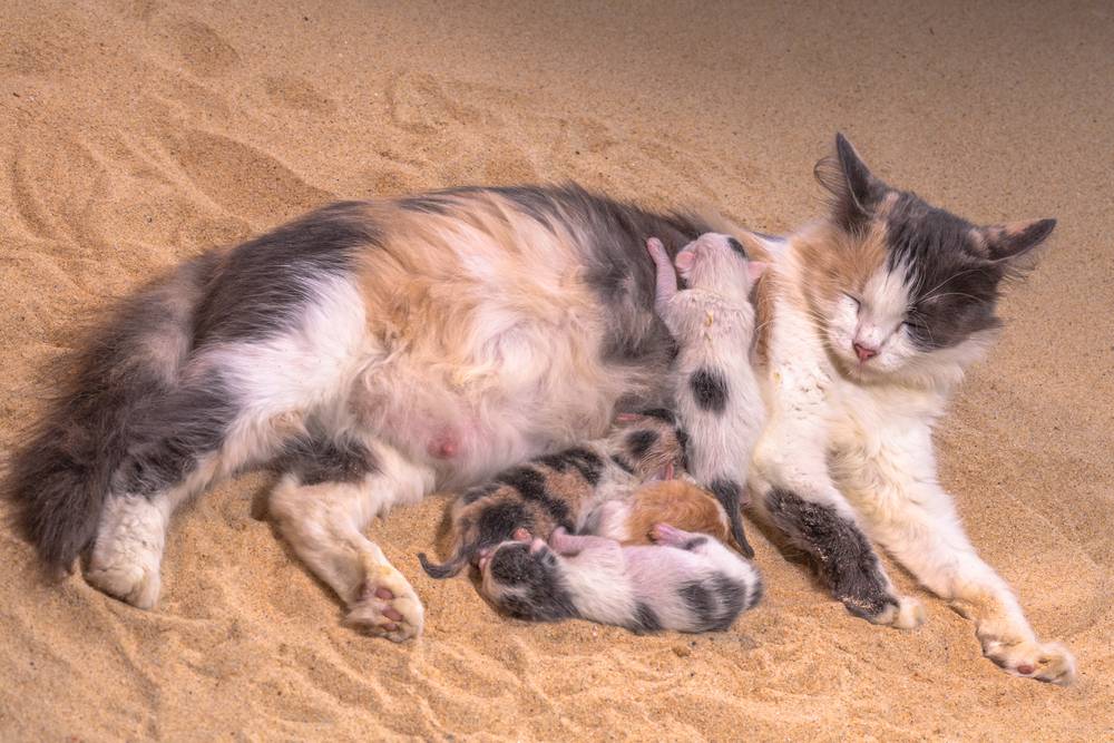 Через сколько кошка может забеременеть после родов: срок восстановления