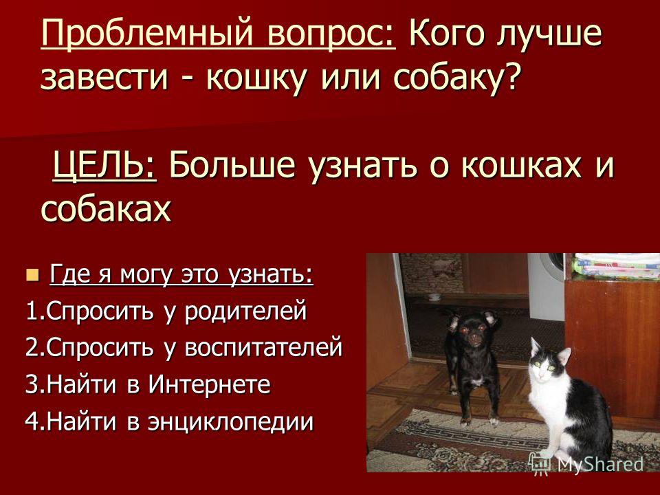 Пушистая радость: рейтинг лучших пород кошек для детей